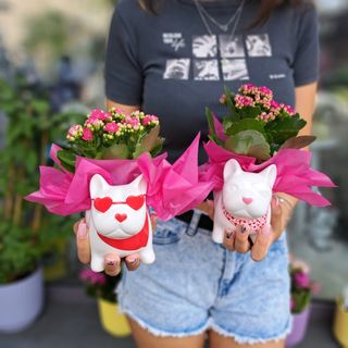 Aranjament Kalanchoe mini catel