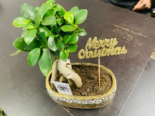 Bonsai ficus Ginseng.