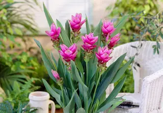 Pianta di curcuma