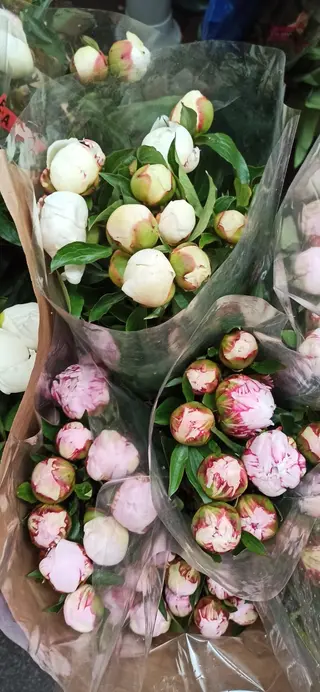 5 peonie miste 
