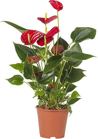 Anthurium rosso