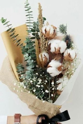 დეკორატიული ბამბა - ევკალიპტი გიფსოფილა