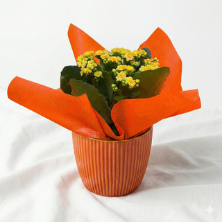 Kalanchoe da Felicidade