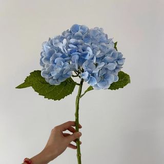 1 FLOARE HORTENSIA 