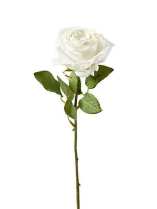 Rosa bianca singola gambo corto