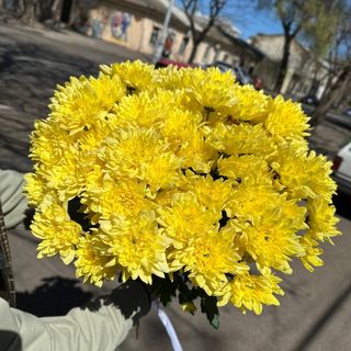 15 гілок жовтої зембли