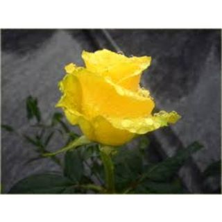 ROSA GIALLA MEDIA CAD.