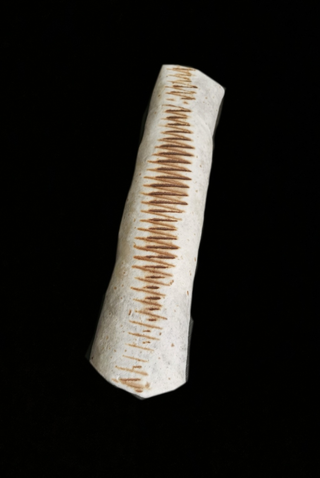 Duża Tortilla 
