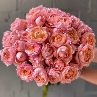 Кущова піоновидна троянда 