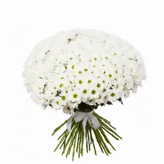 51 біла хризантема