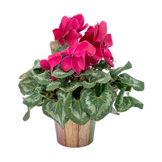 Planta cu flori Ciclamen