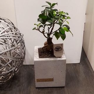 Bonzai ficus ginseng