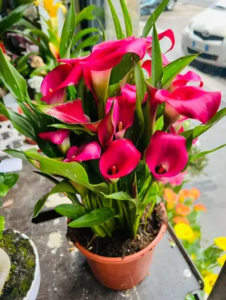 Pianta calla Rosa