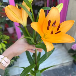 Lilium Naranja