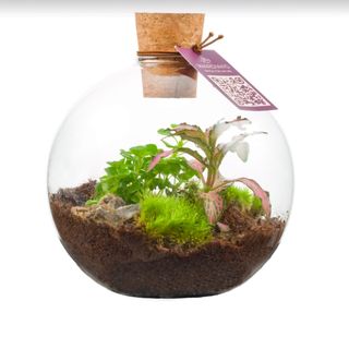 Terrarium a sfera