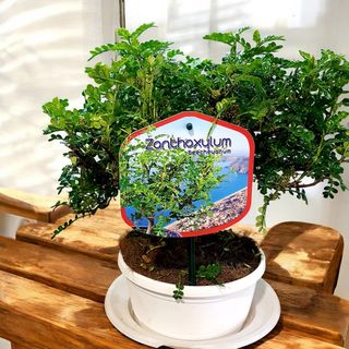 Bonsai pepe