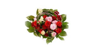 Goździkowy zawrót głowy