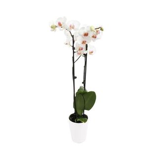 Pianta di orchidea 