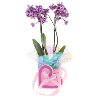 ORQUIDEA EN BOLSO CORAZÓN