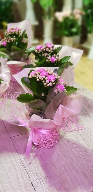 Kalancolae piccola colore a sorpresa