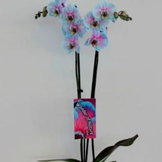 Orquidea azul y rosa