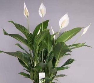 Spathipillum ciotola