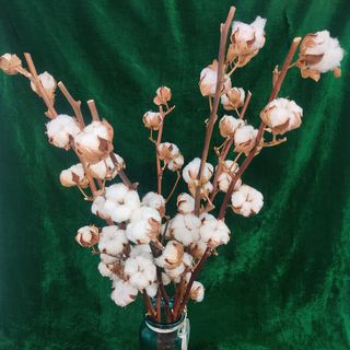 Бавовна (ціна за гілку)