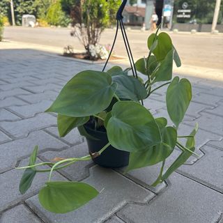 Филодендрон Сканденс във висяща саксия