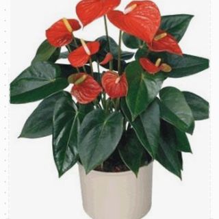 Grand Anthurium dakota 