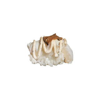 88-Nigiri tartufo branzino