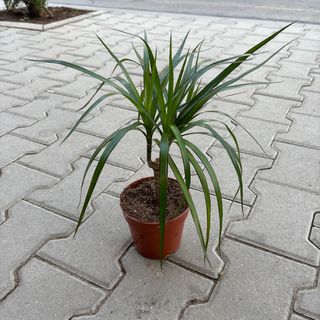 Драцена - малка