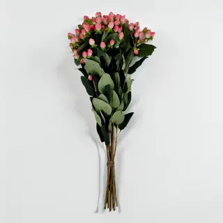 Hypericum (pé)
