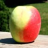 ვაშლი "სინაპი" 1კგ