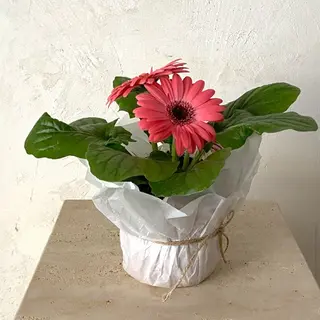 Gerbera planta con flor fucsia