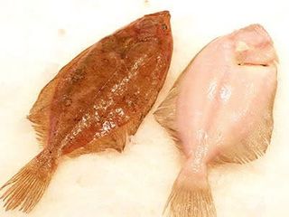 Gallos de vigo Para Filetes