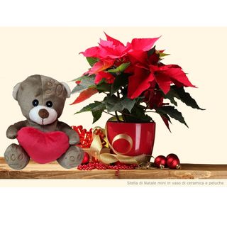 Mini stella con peluche grande