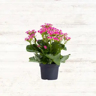 Kalanchoe