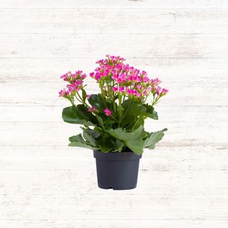 Kalanchoe