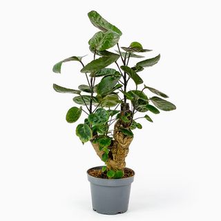 Polyscia Macho (Árvore da Felicidade)