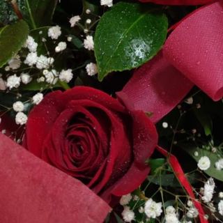 Rosa Roja (1 ud.) (60 cm.)