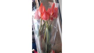 ტიტა 10 ცალი