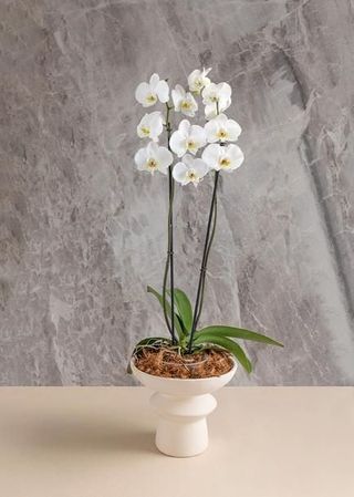 Orquidea blanca tokio