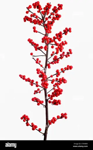 ramo di ilex singola