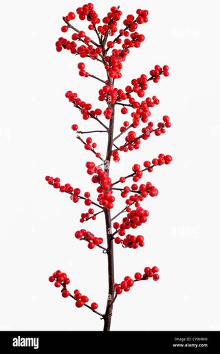 ramo di ilex singola
