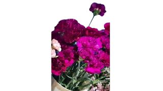 ჯუჯა მიხაკი 1 ტოტი