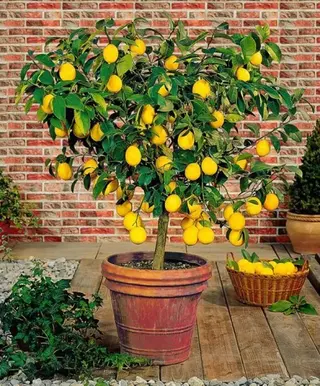 Pianta Limoni