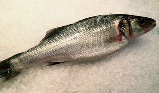 Lubina Salvaje Grande > 1,5Kg. > 1,5Kg.