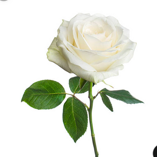 1 biała róża PREMIUM