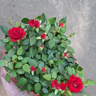 Rosa rossa 