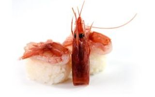 164 - Nigiri amaebi